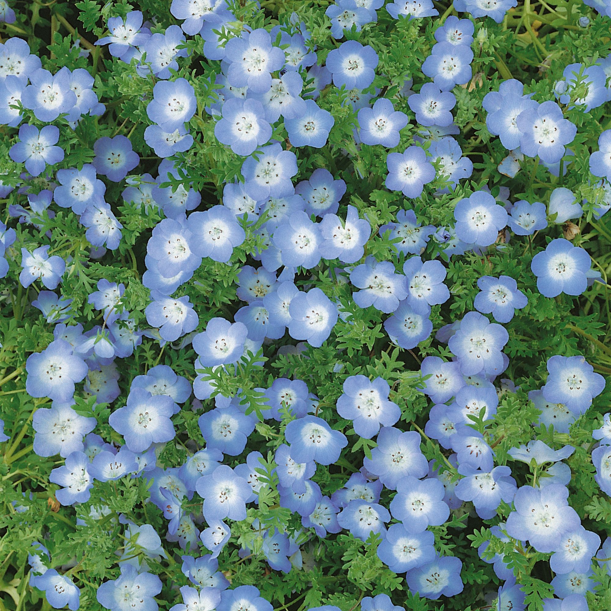 Nemophila Seeds for Planting - Baby Blue Eyes - 4 Oz ~80,000 Seeds - Flower Gardening